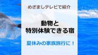 めざましテレビで紹介「動物と特別体験できる宿」 夏休みの家族旅行に！